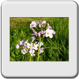Cardamine pratensis (Cardamine des prs)