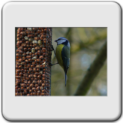 La msange bleue