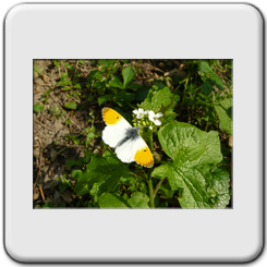 L'aurore des cardamines(Anthocharis cardamines)
