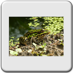 Grenouille verte(Pelophylax kl. esculentus)